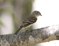 Flycatcher 3316